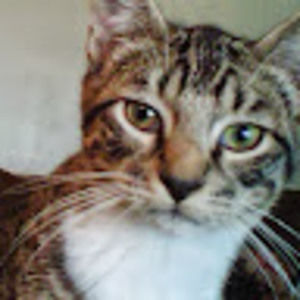 Meet your Posher, Amie